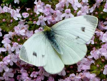 Pieris mannii May. adulte - �Michel Brunel