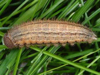  Chenille de Erebia manto D. & S. - �Wolfgang Wagner, www.pyrgus.de