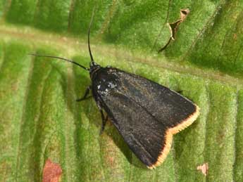 Catastia marginea D. & S. adulte - �Philippe Mothiron