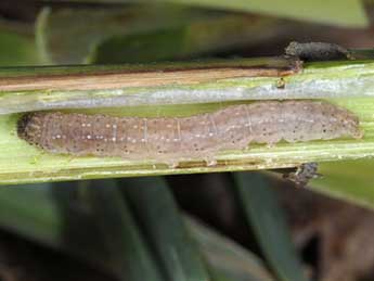  Chenille de Chilodes maritima Tauscher - �Wolfgang Wagner, www.pyrgus.de