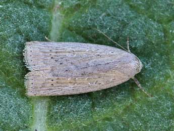 Chilodes maritima Tauscher adulte - �Lionel Taurand