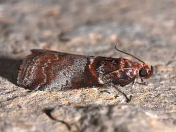 Acrobasis advenella Zck. adulte - �Philippe Mothiron