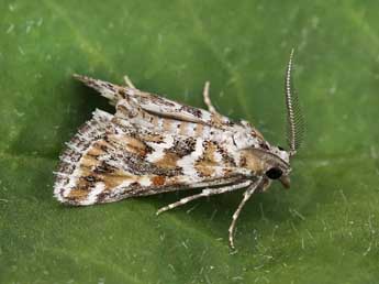 Hypotia massilialis Dup. adulte - �Lionel Taurand