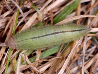  Chenille de Erebia medusa D. & S. - �Wolfgang Wagner, www.pyrgus.de