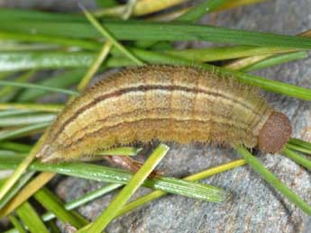  Chenille de Erebia meolans Prun. - �Wolfgang Wagner, www.pyrgus.de