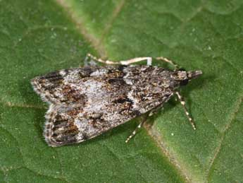 Eudonia mercurella L. adulte - �Philippe Mothiron