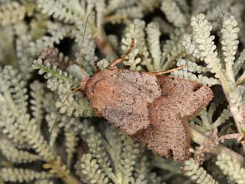 Anchoscelis meridionalis Stgr adulte - �Philippe Mothiron