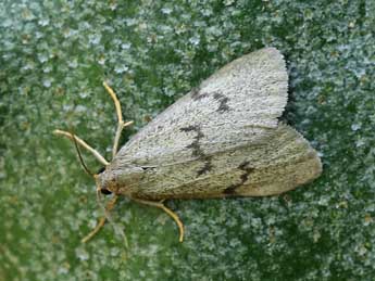 Apaidia mesogona God. adulte - �Lionel Taurand