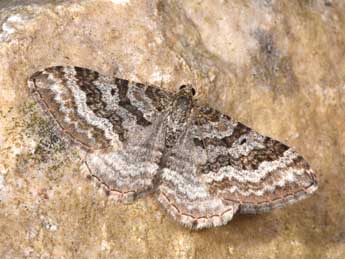 Epirrhoe molluginata Hb. adulte - �Philippe Mothiron