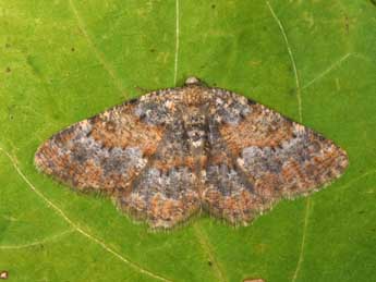 Charissa mucidaria Hb. adulte - �Philippe Mothiron