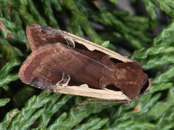 Dichagyris musiva Hb. adulte - �Philippe Mothiron