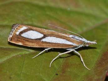 Catoptria myella Hb. adulte - �Helmut Deutsch