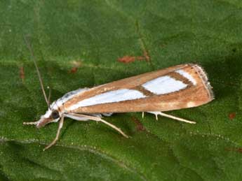 Catoptria myella Hb. adulte - �Philippe Mothiron
