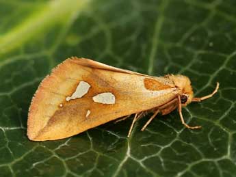 Axia napoleona Schaw. adulte - �Lionel Taurand