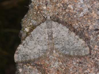 Nebula nebulata Tr. adulte - �Philippe Mothiron