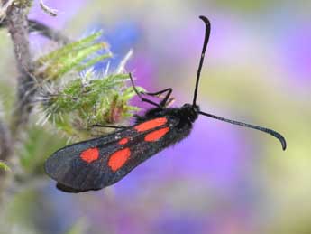 Zygaena nevadensis Rbr adulte - �Philippe Mothiron