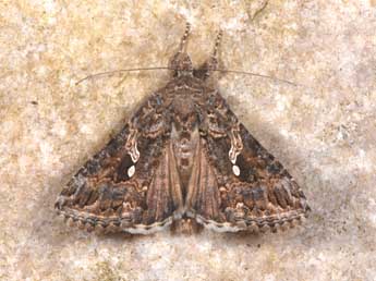 Trichoplusia ni Hb. adulte - �Philippe Mothiron