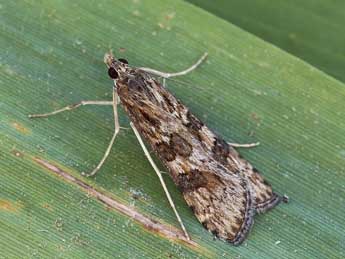 Nomophila noctuella D. & S. adulte - �Lionel Taurand