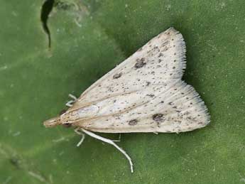 Udea numeralis Hb. adulte - �Lionel Taurand