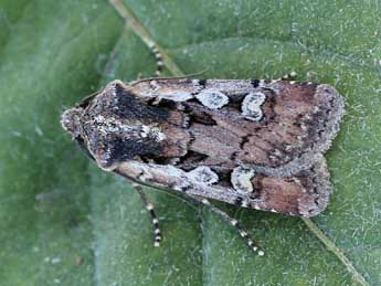 Euxoa obelisca D. & S. adulte - �Lionel Taurand