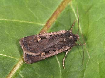 Euxoa obelisca D. & S. adulte - �Philippe Mothiron