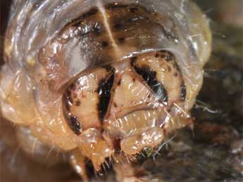  Chenille de Agrotis obesa Bsdv. - �Wolfgang Wagner, www.pyrgus.de