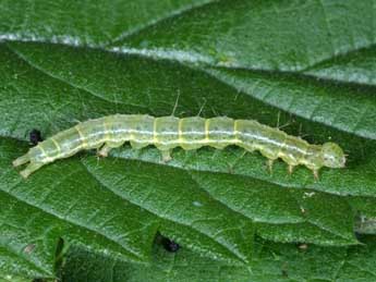  Chenille de Hypena obesalis Hb. - �Wolfgang Wagner, www.pyrgus.de
