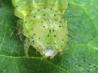  Chenille de Hypena obesalis Hb. - �Wolfgang Wagner, www.pyrgus.de
