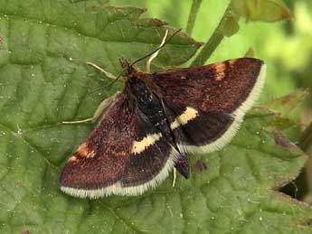 Pyrausta obfuscata Scop. adulte - �Jean-Pierre Lamoline