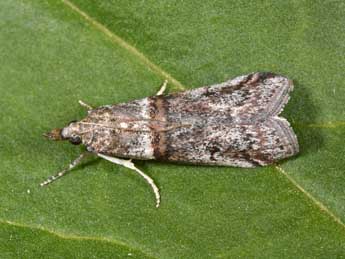 Acrobasis obliqua Z. adulte - �Philippe Mothiron