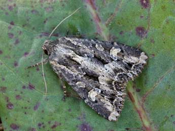 Apamea oblonga Hw. adulte - �Lionel Taurand