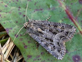 Apamea oblonga Hw. adulte - �Lionel Taurand