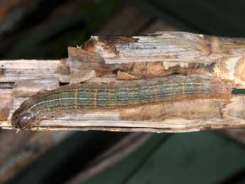  Chenille de Leucania obsoleta Hb. - �Wolfgang Wagner, www.pyrgus.de