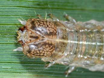  Chenille de Leucania obsoleta Hb. - �Wolfgang Wagner, www.pyrgus.de