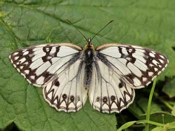 Melanargia occitanica Esp. adulte - �Lionel Taurand