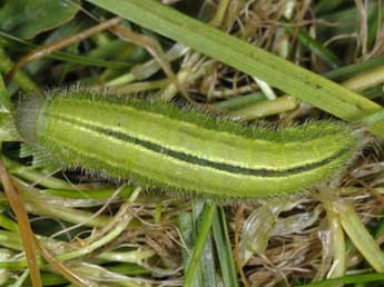  Chenille de Melanargia occitanica Esp. - �Wolfgang Wagner, www.pyrgus.de