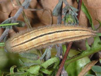 Chenille de Melanargia occitanica Esp. - �Wolfgang Wagner, www.pyrgus.de
