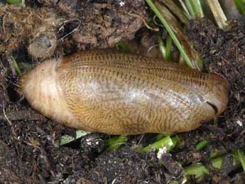  Chrysalide de Melanargia occitanica Esp. - �Wolfgang Wagner, www.pyrgus.de