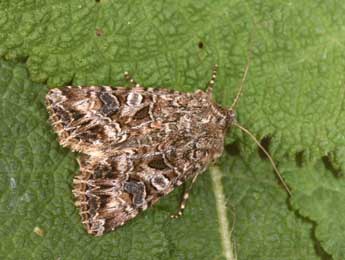 Anarta odontites Bsdv. adulte - �Philippe Mothiron