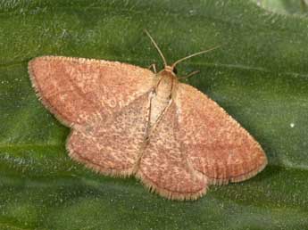 Aplasta ononaria Fuessly adulte - �Philippe Mothiron