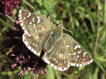 Pyrgus onopordi Rbr adulte - �Jean-Pierre Lamoline
