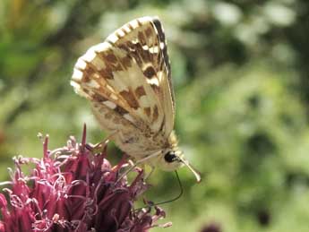 Pyrgus onopordi Rbr adulte - �Jean-Pierre Lamoline