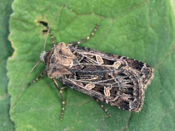 Chersotis oreina Dufay adulte - �Philippe Mothiron