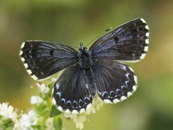 Scolitantides orion Pall. adulte - �Lionel Taurand