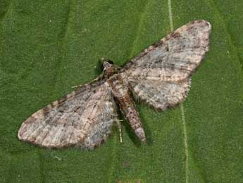 Eupithecia orphnata W. Pet. adulte - �Philippe Mothiron