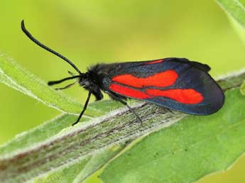 Zygaena osterodensis Reiss adulte - �Lionel Taurand