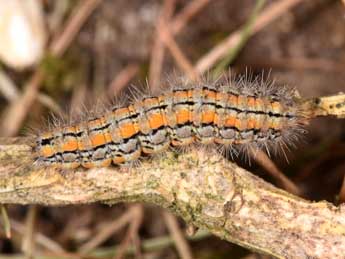  Chenille de Manulea palliatella Scop. - �Philippe Mothiron