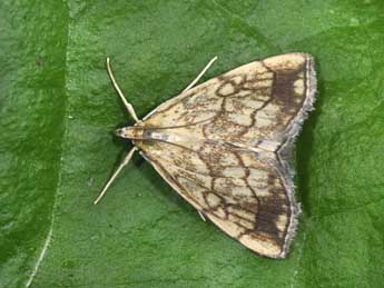 Evergestis pallidata Hfn. adulte - �Philippe Mothiron