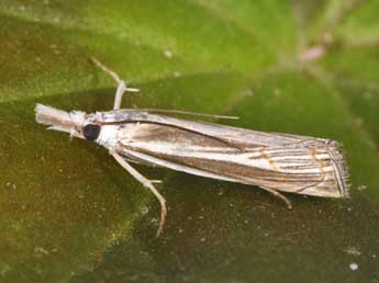 Mesocrambus pallidellus Dup. adulte - �Philippe Mothiron