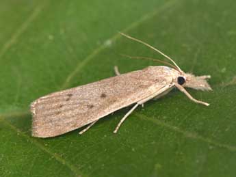 Calamotropha paludella Hb. adulte - �Philippe Mothiron